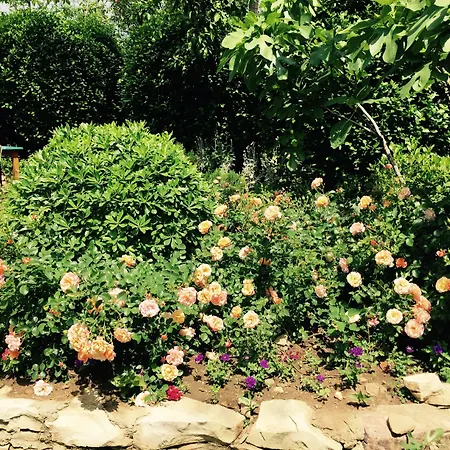 Emel Гюзельчамли