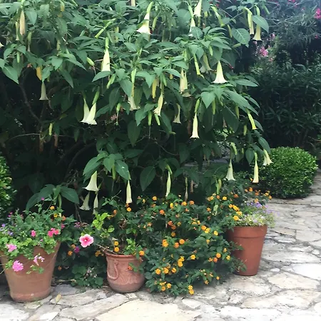 Emel * Гюзельчамли